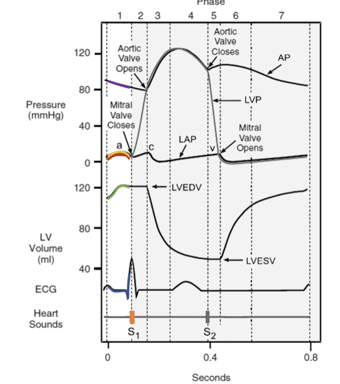 * atria contract
* ventricles in diastole 
  * LVEDV = left ventricle and diastolic volume 
* Pushes last bit of blood into ventricles 
  * increased pressure in ventricles closes AV-valve 
  * heart sound S1 (mitral valve) 
* electrical activity precedes contraction 
* QRS complex starts (ventricular depolarization)
