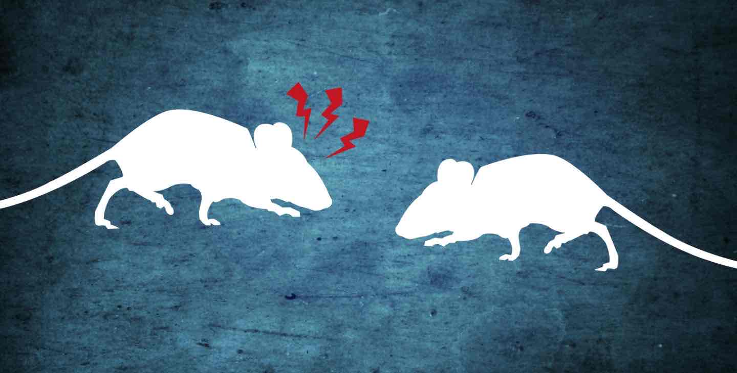 <p>experiment researching how different levels of testosterone affects aggression levels in rats - castration</p>