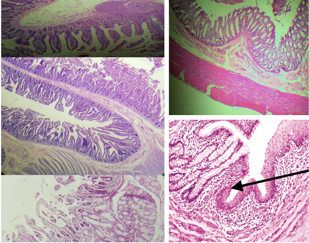 <p>Lining Epithelium (same for small and large)</p>