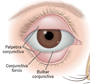 <p>Patient looks up and you pull the eyelid down</p>