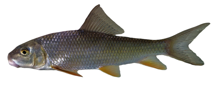 <p>darker in color than the black redhorse, 44 or more scales&nbsp;</p>