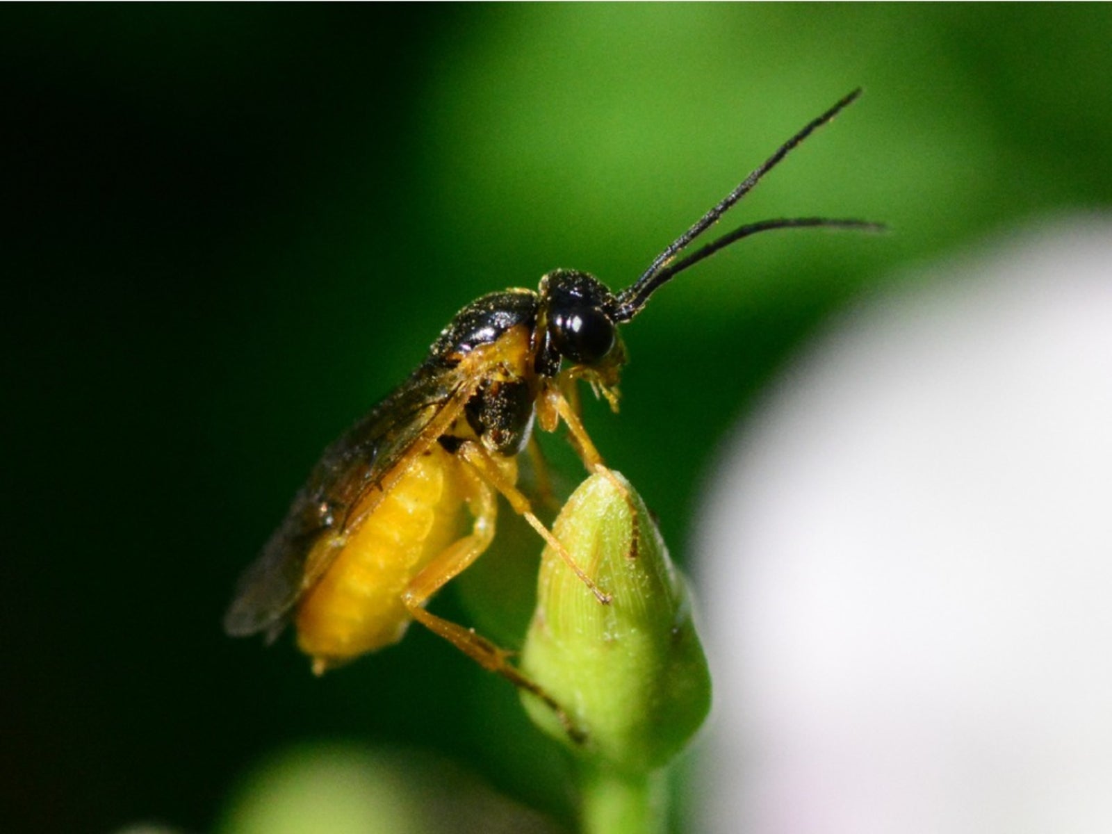 <p>Order Hymenoptera: Suborder Symphyta: Sawflies</p>