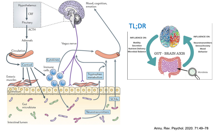 <p>Depression is an imbalance of the immune system, stress system, and gut microbiota.</p>