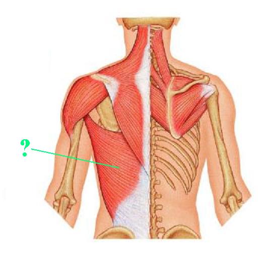 <p><span>Identify the indicated muscle</span></p>