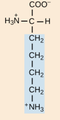 <p>positively charged R groups</p>