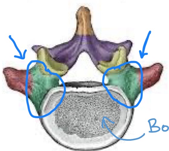 <p>Connect the vertebral body to the transverse processes</p>