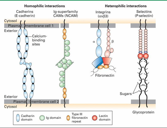 <ol><li><p>Cadherins </p></li><li><p>Ig-superfamily</p></li><li><p>Integrins</p></li><li><p>Selectins </p></li></ol><p></p>