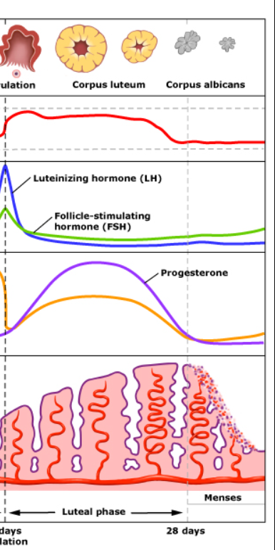 <p>Start</p><ul><li><p>FSH low</p></li><li><p>LH low</p></li><li><p>postovulatory ovarian phase</p></li><li><p>Estrogen gradually decreases</p></li><li><p>Progestogen at <strong>all time high</strong></p></li><li><p>14-28 secretory uterine phase</p></li></ul><p></p><p>End</p><ul><li><p>FSH slowly increases to prepare next cycle</p></li><li><p>LH low</p></li><li><p>postovulatory phase</p></li><li><p>Estrogen gradually decreases</p></li><li><p>Progestogen slowly decreasing</p></li><li><p>14-28 secretory uterine phase</p></li></ul><p></p>