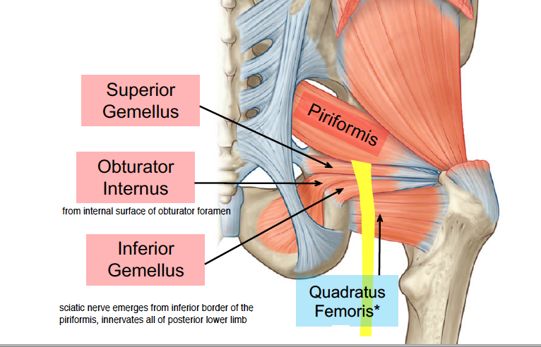 -these muscles all laterally rotate an extended femur 
-when hip is flexed, these would abduct the femur (except quadratus femoris which would adduct) 
-from superior to inferior, the order is: piriformis, superior gemellus, obturator internus, inferior gemellus, then quadratus femoris 