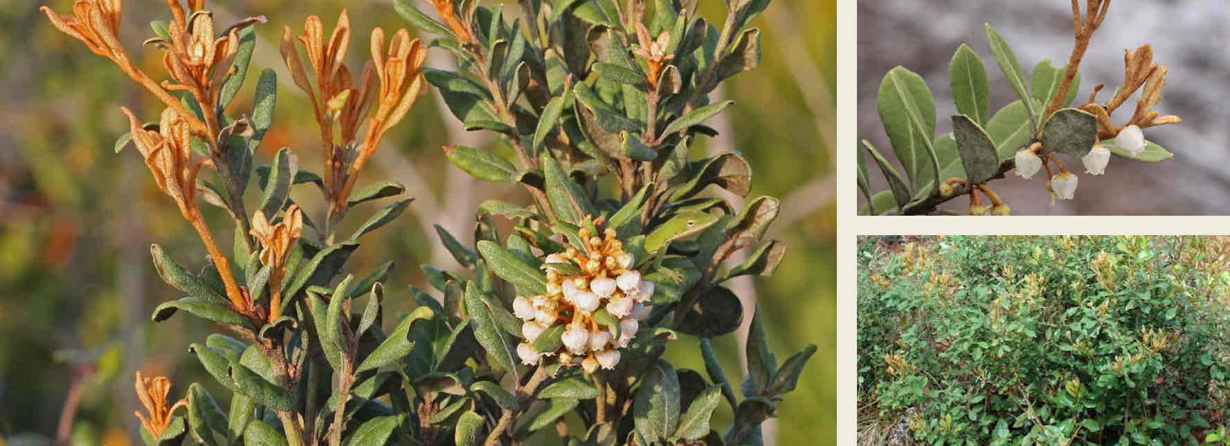 <ul><li><p>Shrub</p></li><li><p>Red tips at the end of branches</p></li><li><p>Flowers/berries connect directly to the branches</p></li><li><p>Downward facing, vase-like flowers (Indicative of buzz pollination)</p></li></ul><p></p>