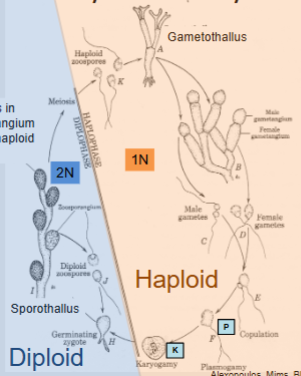 <p>Meiosis occurs in resistant sporangium and releases haploid gametes. Alternation of generations is more similar to the lifecycles of mosses than to most other fungi!</p>