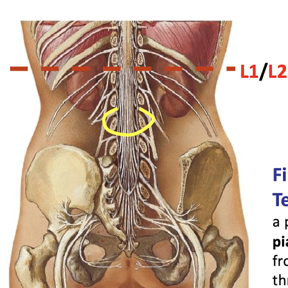 <p>Lower lumbar, Sacral, and Coccygeal spinal nerves</p>