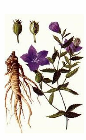 <p>Tác dụng - Platycodon grandiflorum</p>