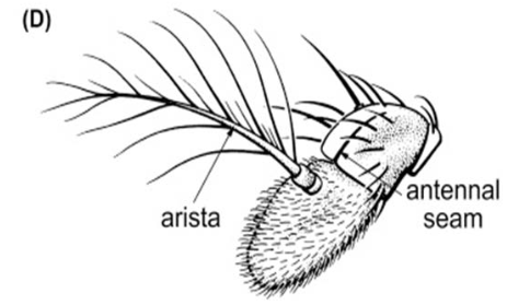 <p>What type of antennae is this? </p>