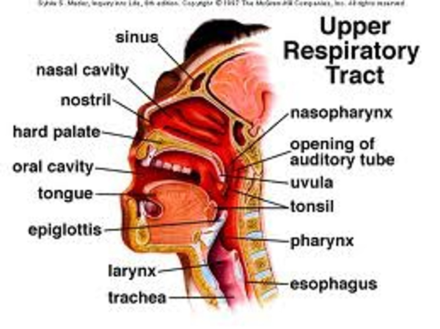 <p>consists of the nose, mouth, pharynx, epiglottis, larynx, and trachea</p>