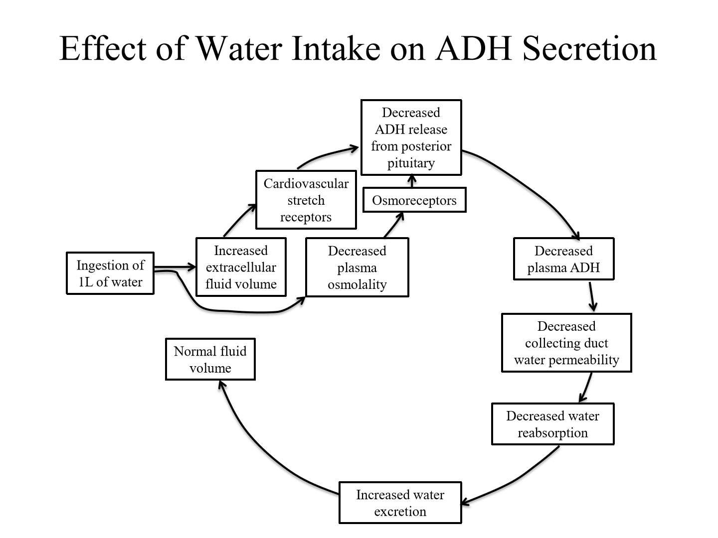 <p>1. Increased water causes increased extracellular fluid volume and decreased osmolality</p><p>2. Baroreceptors sense increased BP, and inhibtory afferents act on the hypothalmus to release less ADH. Osmoreceptors also sense osmolality and lead to less ADH secretion</p><p>3. Less ADH = decreased collecting duct water permeability = increased water secretion</p><p>4. Fluid volume returned to normal</p>