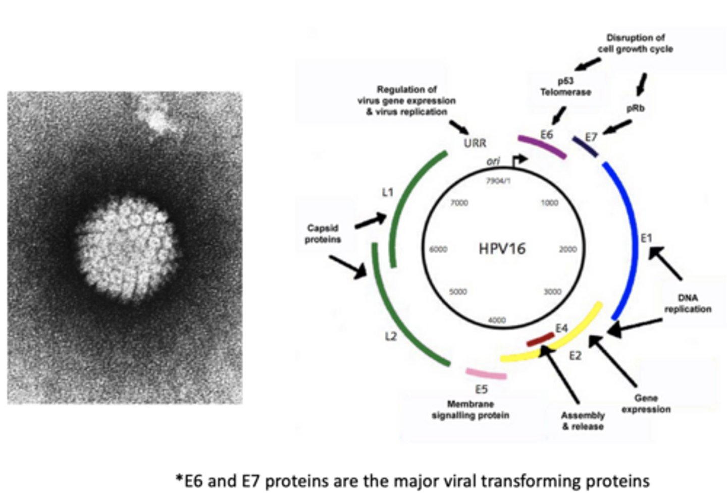 <p>HPV genome and proteins:</p>