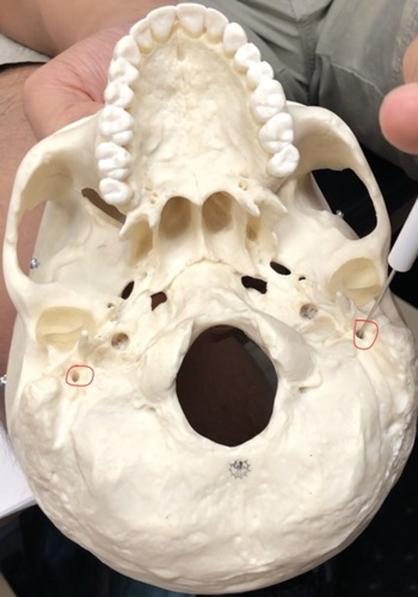 <p>Holes between styloid and mastoid process</p>