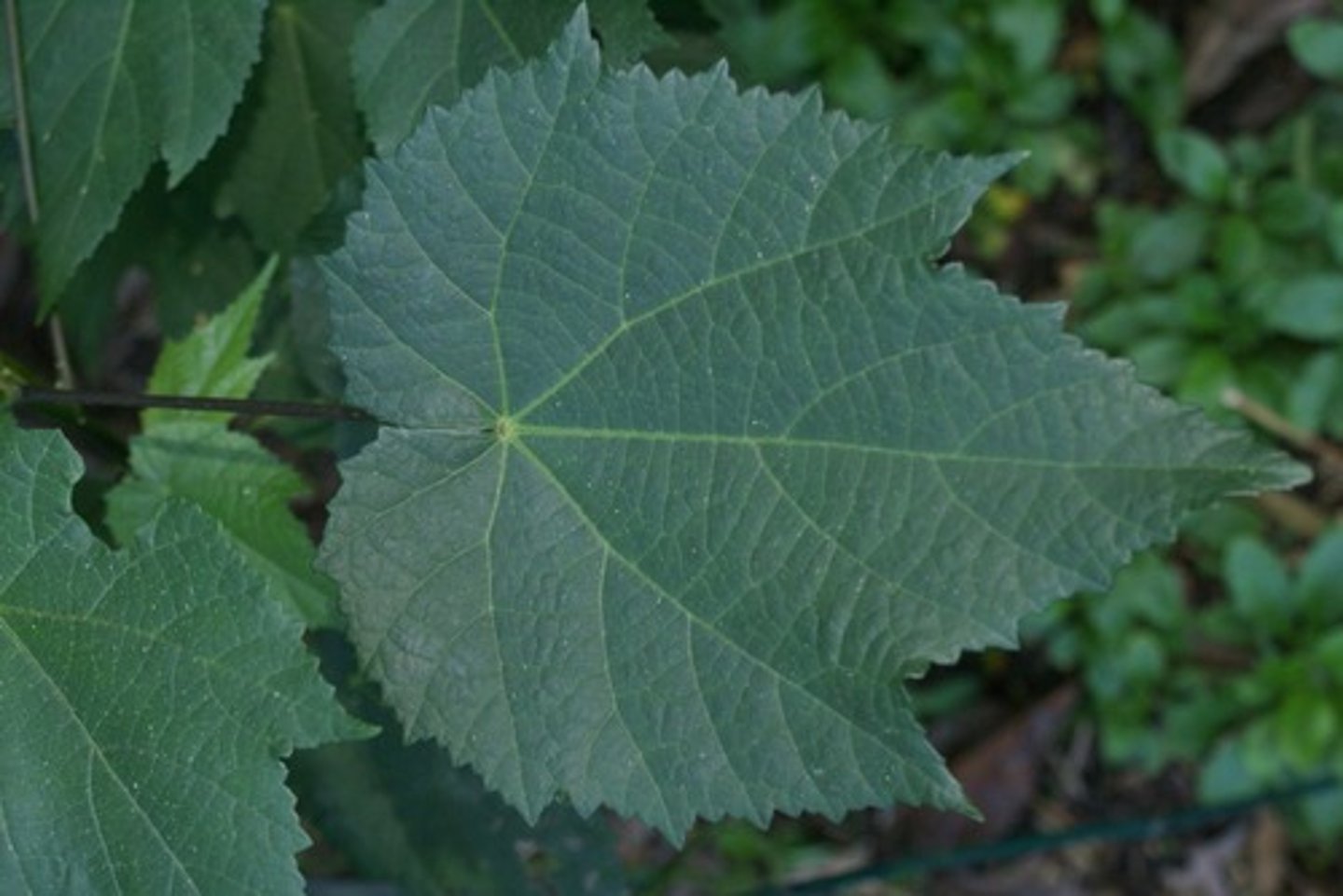<p>the leaf's veins brand out from the midrib and those branches also have branches.</p>