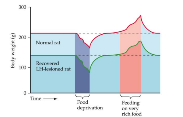 <p>animals stop eating</p><ul><li><p>resume and stabilize their weight at a new, lower level</p></li></ul>