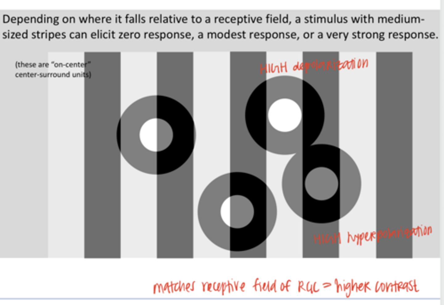 <p>True or False: </p><p>Depending on where it falls relative to a receptive field, a stimulus with medium-sized stripes can elicit zero response, a modest response, or a very strong response</p><p>**These are ON-center RGCs</p>