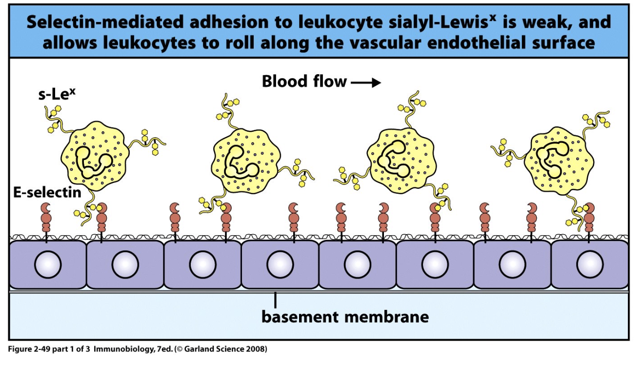 <ul><li><p>All leukocytes have sugar-like receptor (s-Le<sup>X</sup> ) that binds to selectin</p></li><li><p>Binding is not strong enough to attach, but slows leukocyte down</p><ul><li><p>Weak selectin and s-Le<sup>X</sup> binding → leukocytes roll along endothelium → prepares for firm adhesion</p></li></ul></li></ul><p></p>