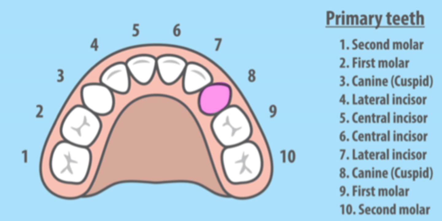 <p>Maxillary Left Primary Canine</p>