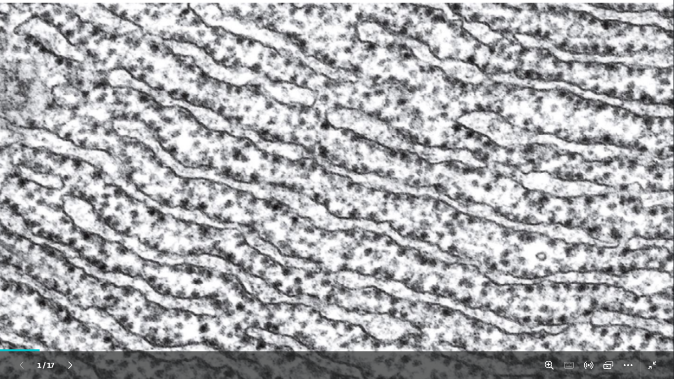 <p>identify</p><p>mention its function</p>