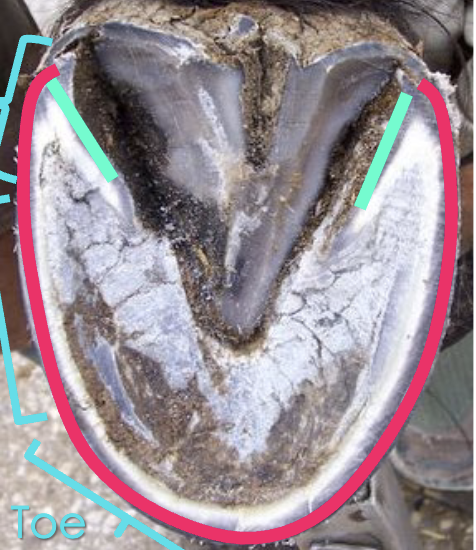 <p>what are the two teal lines</p>