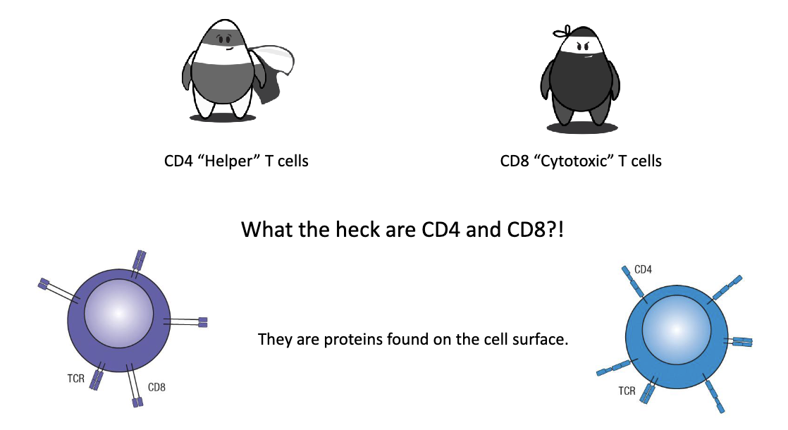<ul><li><p><strong>CD4+ “Helper” T cells:</strong> Provide signals which help other immune cells perform functions</p></li><li><p><strong>CD8+ “Cytotoxic” T cells:</strong> Directly kill infected or mutated cells (cancer cells)</p></li></ul><p></p><p>CD4 and CD8 are <strong><u>proteins</u></strong> found on the cell surface.</p><p></p>