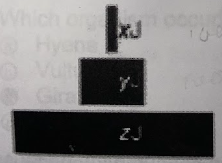 <p><span>Looking at the ecological pyramid, what would be the most likely number of joules to fill in x, y, and z?</span></p><ol><li><p><span>x=100; y =1,000; z =10,000</span></p></li><li><p><span>x=1; y =500; z =10,000</span></p></li><li><p><span>x=10,000; y = 500; z=1</span></p></li><li><p><span>x=10,000; y =1,000; z =10</span></p></li></ol>