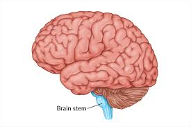 <p><span>the “stem” or bottom of the brain, which consists of two structures: the medulla and the pons</span></p>