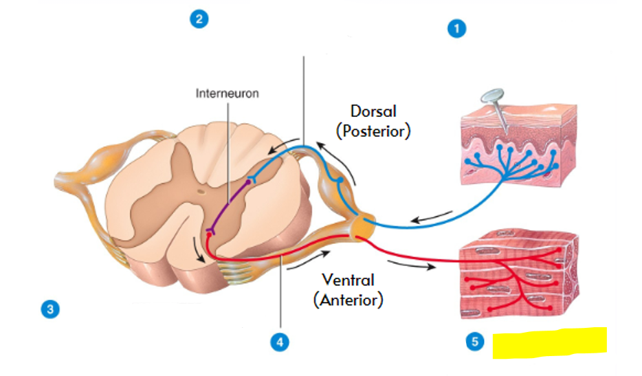 <p>what part of the reflex arc is highlighted in yellow?</p>