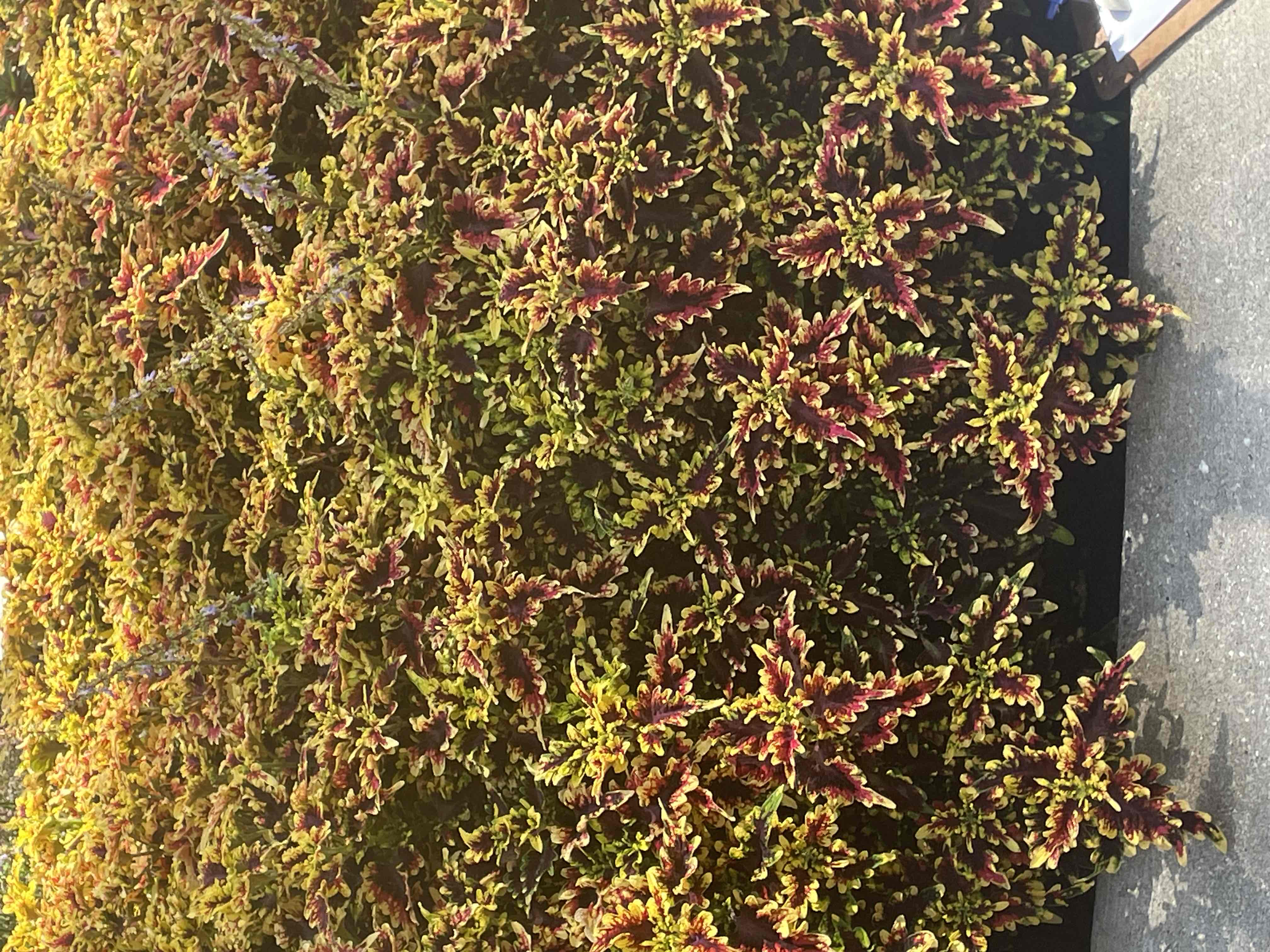 <p>Coleus scutellarioides</p>
