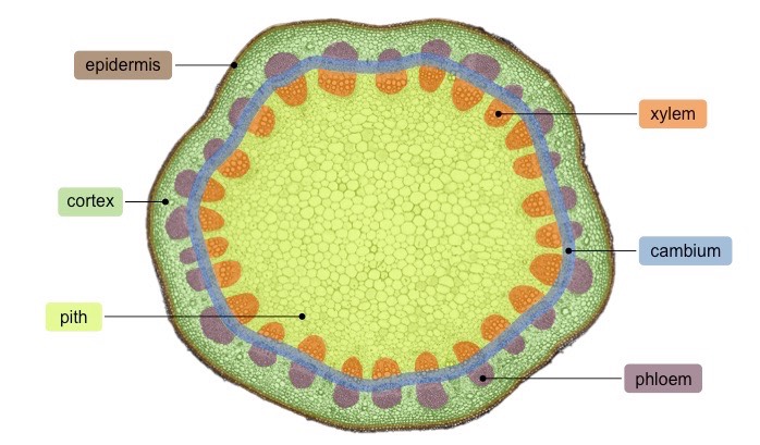 <p>The <strong>vascular bundles</strong> transport materials up and down the plant. It contains the xylem and phloem. </p><p>The <strong>xylem</strong> transports water and minerals up the stem of the plant. </p><p>The <strong>phloem</strong> transports organic compounds (like sucrose and amino acids) up and down the stem of the plant. </p><p>The <strong>cambium</strong> is a circular layer of undifferentiated cells responsible for lateral growth of the stem. </p><p>The <strong>cortex</strong> provides structural support for the stem. </p><p>The <strong>pith</strong> is internal ground tissue that provides structure and helps transport and storage. </p><p>The <strong>epidermis</strong> provides protection for the stem by covering the outer layer, waterproofs it, and controls gas exchange. </p>