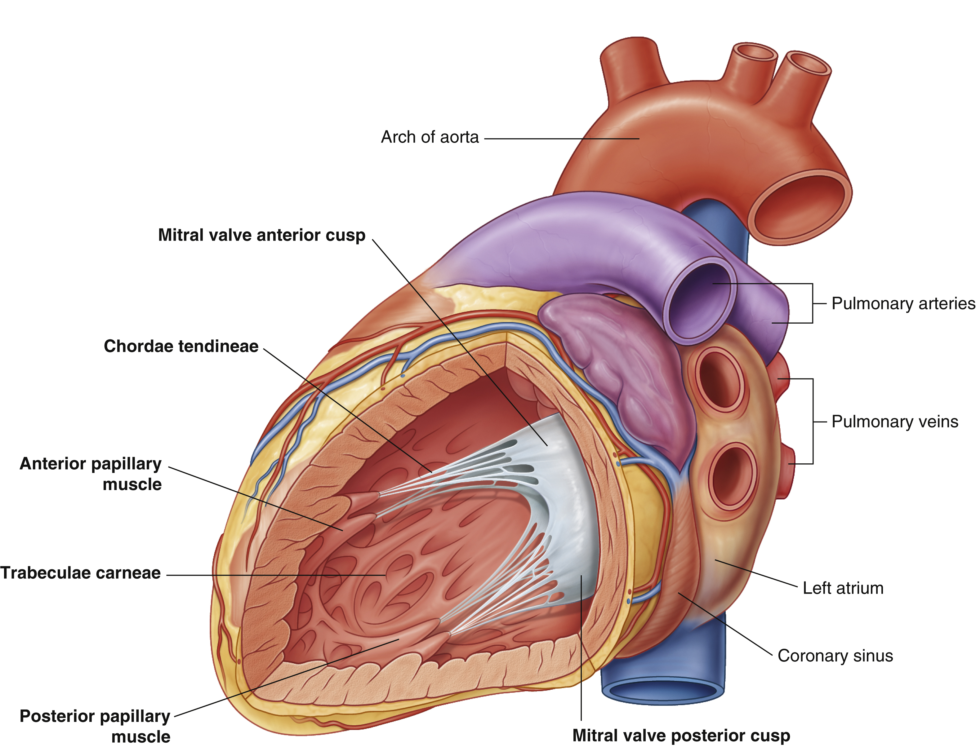 <p>pulmonary arteries</p>