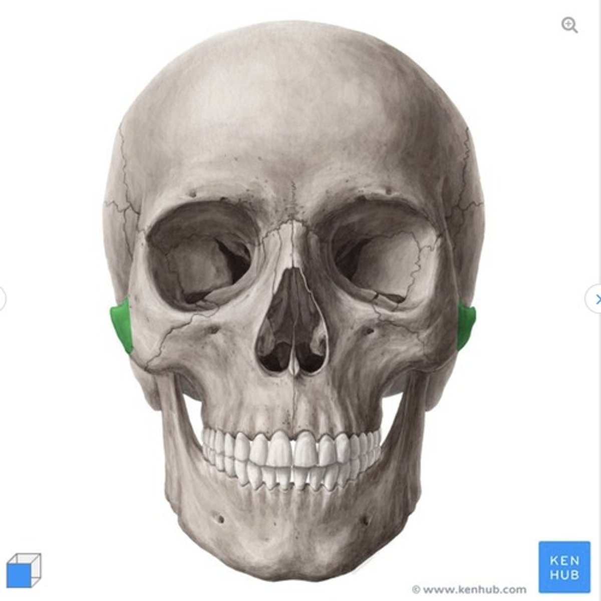 <p>what is this called and what bone is it on?</p>