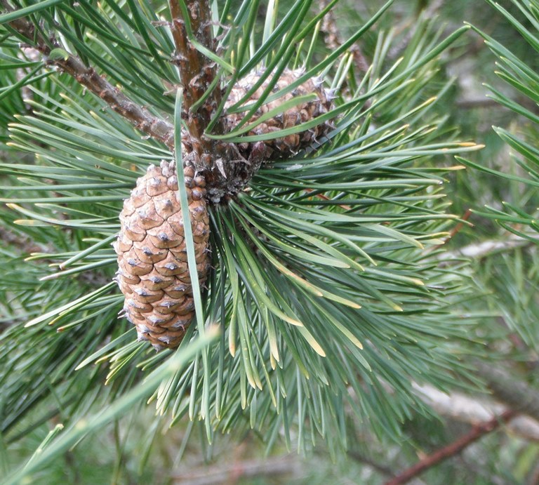 <p>no bracts, 2-3 inch cone, two needles per fasicle, curved, covers most twig</p>