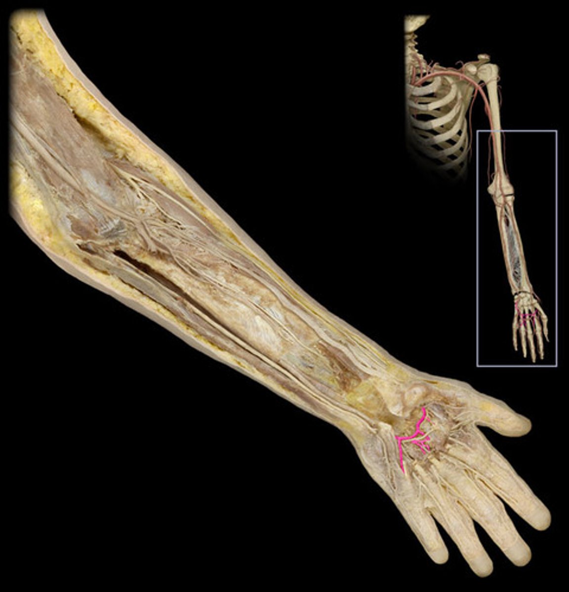 knowt flashcard image