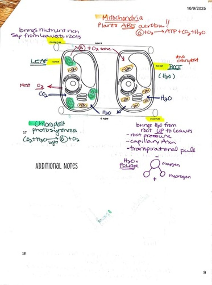 <p>Xylem transports water and dissolved minerals from the roots to the leaves.</p>