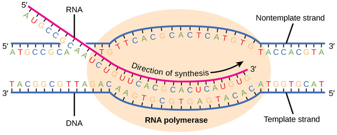 <p>Elongation</p><ol><li><p>DNA strand continues to unwind, and RNAP reads the template strand in the 3’ to 5’ direction</p></li><li><p>As it reads the template strand, RNAP synthesises the RNA molecule by adding complementary nucleotides to a chain that grows from 5’ to 3’</p></li></ol><p>The RNA transcript is antiparallel to the DNA strand</p><p>Complementary nucleotides are of the bases adenine, guanine, cytosine and uracil</p><p></p>