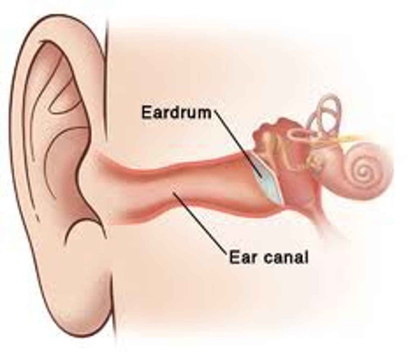 <p>Thin Layer of tissue that receives sound vibrations.</p>