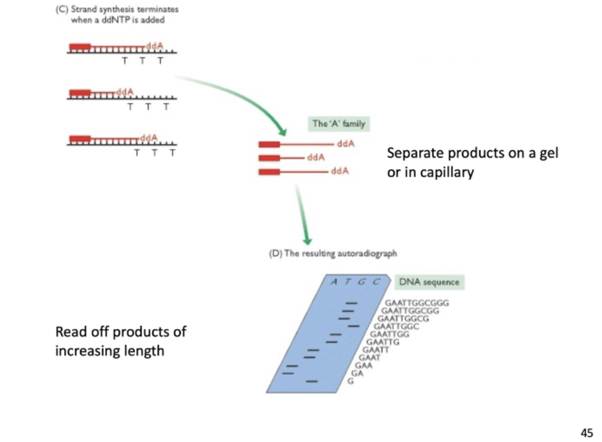 <p>using gel electrophoresis, read off products of increasing length by nucleotide to read the sequence of the longest strand of DNA</p>