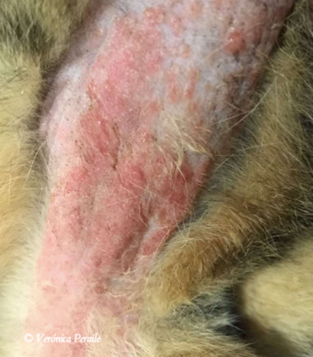 <p>¿lesión?</p><p>¿primaria o secundaria?</p>