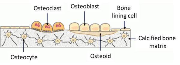 <ul><li><p>uncalcified bone matrix</p></li><li><p>osteoblasts secrete osteoid</p></li></ul><p></p>