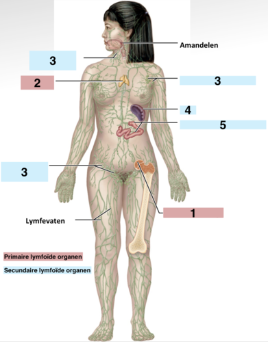 De organen waar de immuun cellen voor de afweer worden geproduceerd. Dit zijn de thymus en het beenmerg.