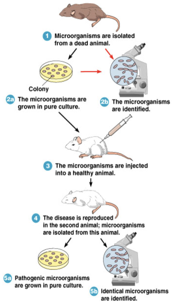 <ol type="1"><li><p><span>﻿﻿﻿Isolate same agent of disease from every infected tissue</span></p></li><li><p><span>﻿﻿﻿Purify in culture</span></p></li><li><p><span>﻿﻿﻿Re-create the disease in a healthy animal using purified agent</span></p></li><li><p><span>﻿﻿﻿Demonstrate that re-created disease is due to the same agent</span></p></li></ol><p></p>