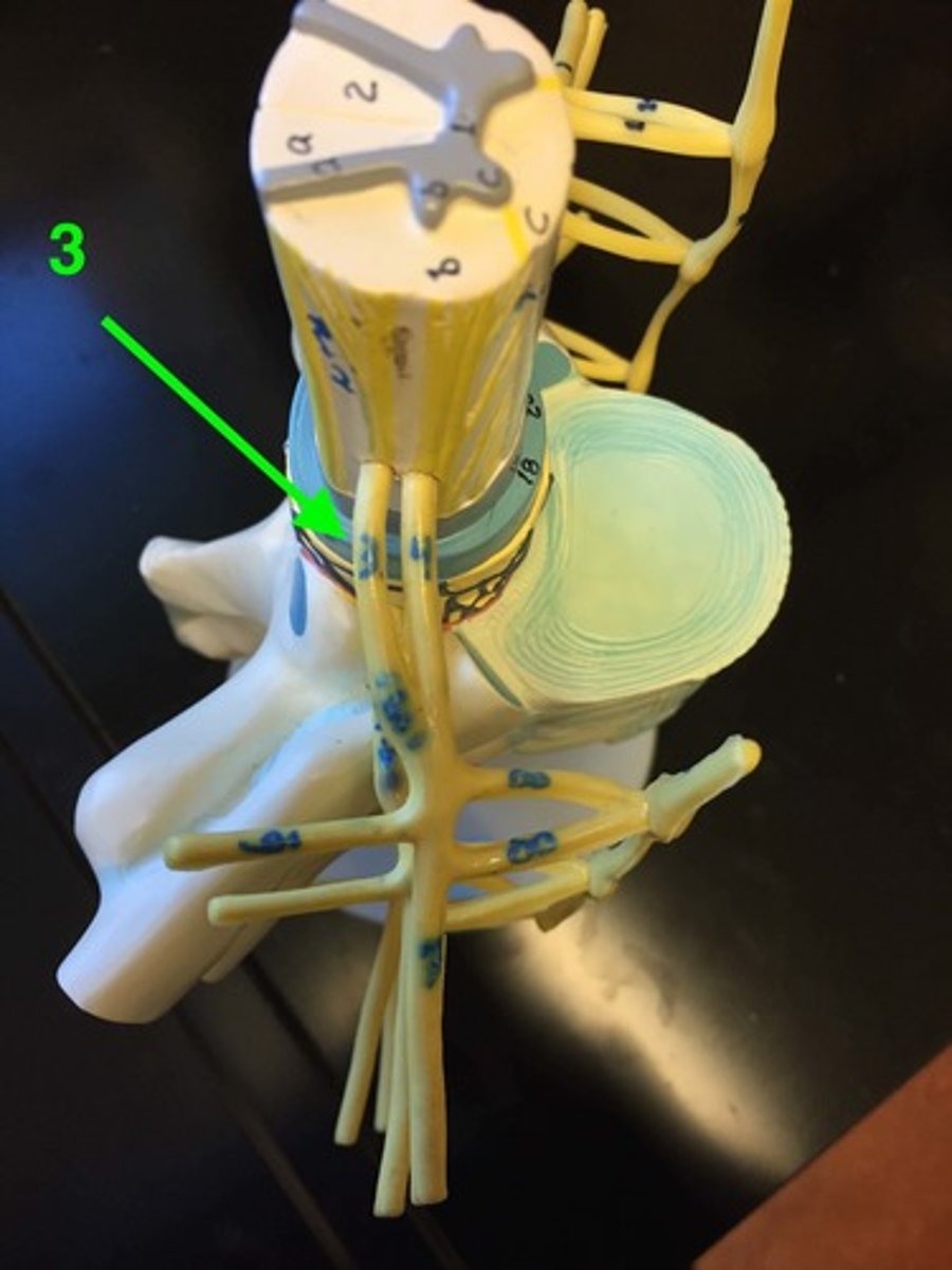 <p>Nerve roots that carry sensory information into the spinal cord.</p>