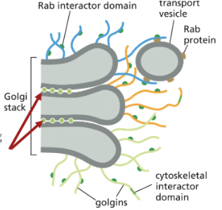 <p>tether adjacent cisternae to each other within the Golgi</p><ul><li><p>golgi matrix proteins that help organize the stack</p></li></ul><p></p>
