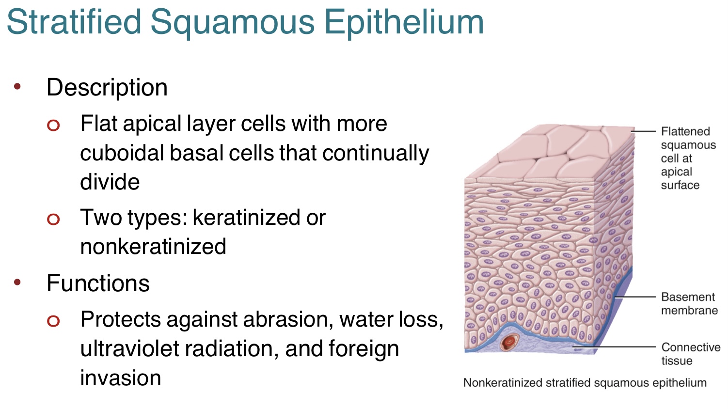 <p>The <strong>stratified squamous epithelium</strong> is flat with flattened cells in the apical layer and cuboidal cells in the basal cells.<br>-these cells continually divide<br>-protect against abrasion, water loss, ultraviolet radiation, and foreign invasion <br>-can be found in the vagina lining (nonkeratinized) and epidermis (keratinized) </p><p></p><p>The two types of stratified squamous epithelium includes: <br><strong>1.) keratinized <br>2.) nonkeratinized </strong></p>